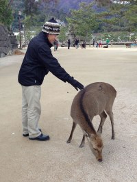 This Miyajima deer doesn't care for the fact that I have worn baggy and ill-fitted clothes for many years, but I do!